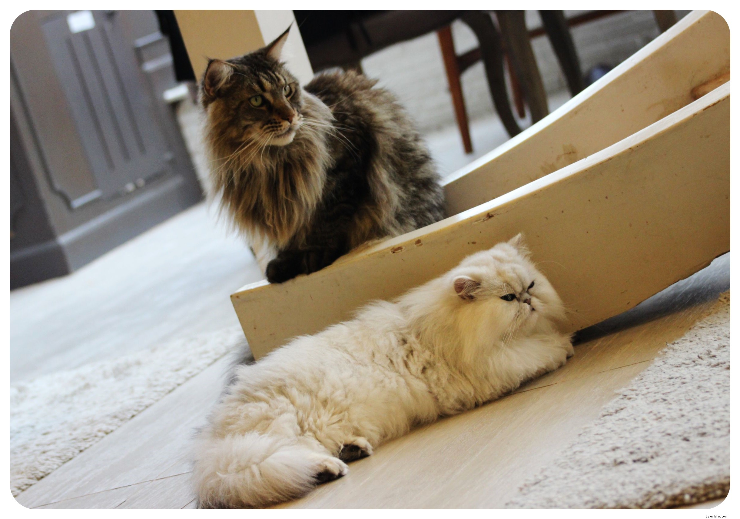足、 ひげとカプチーノ：バンコクの猫カフェのシーン