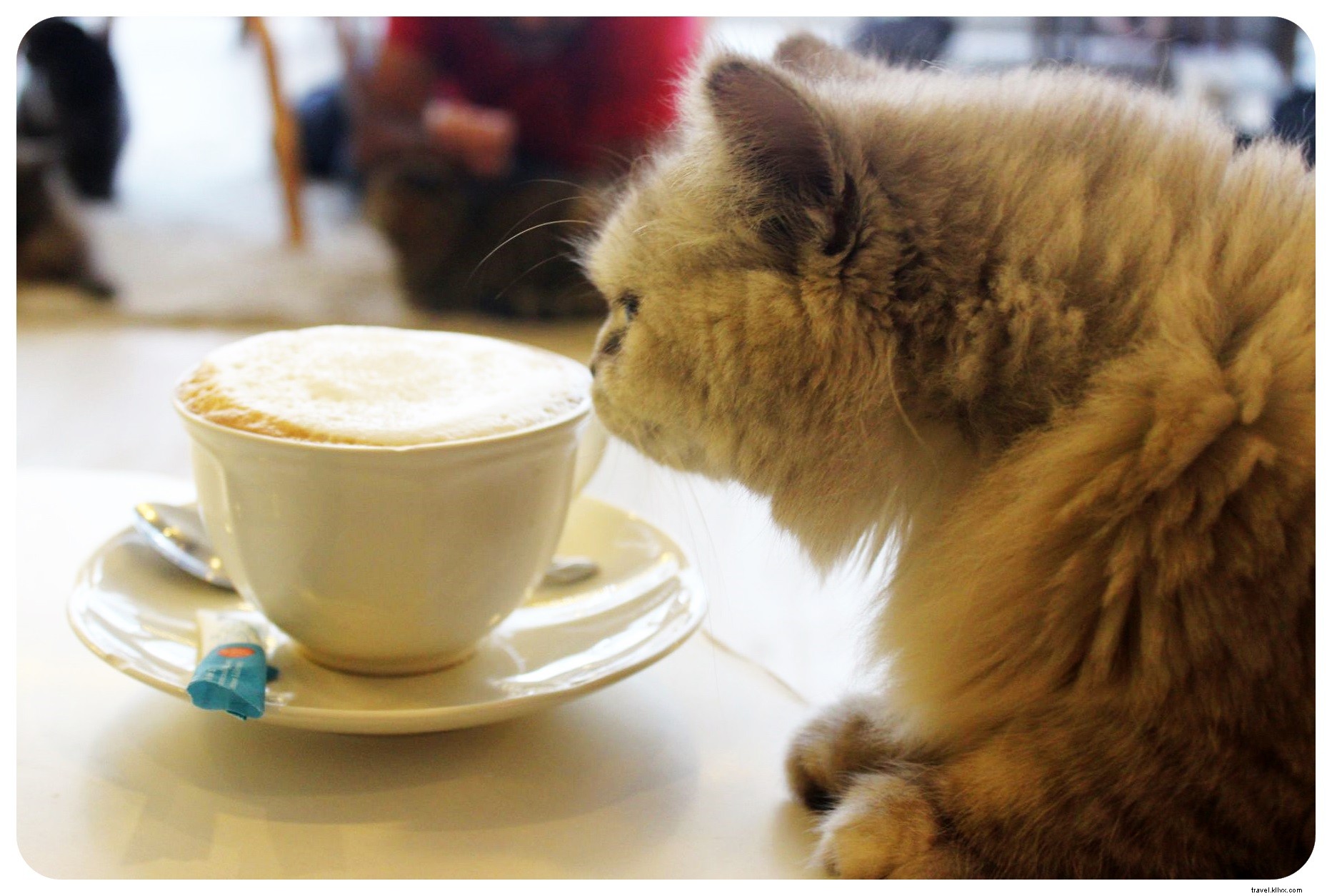 Patas, bigodes e cappuccinos:cenas do Cat Cafe de Bangkok