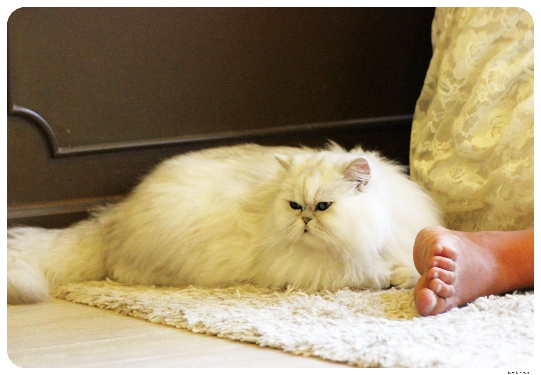 足、 ひげとカプチーノ：バンコクの猫カフェのシーン