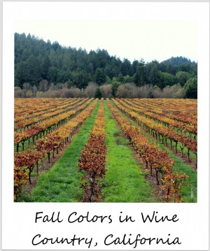 今週のポラロイド：ソノマワインカントリーの秋の色、 カリフォルニア