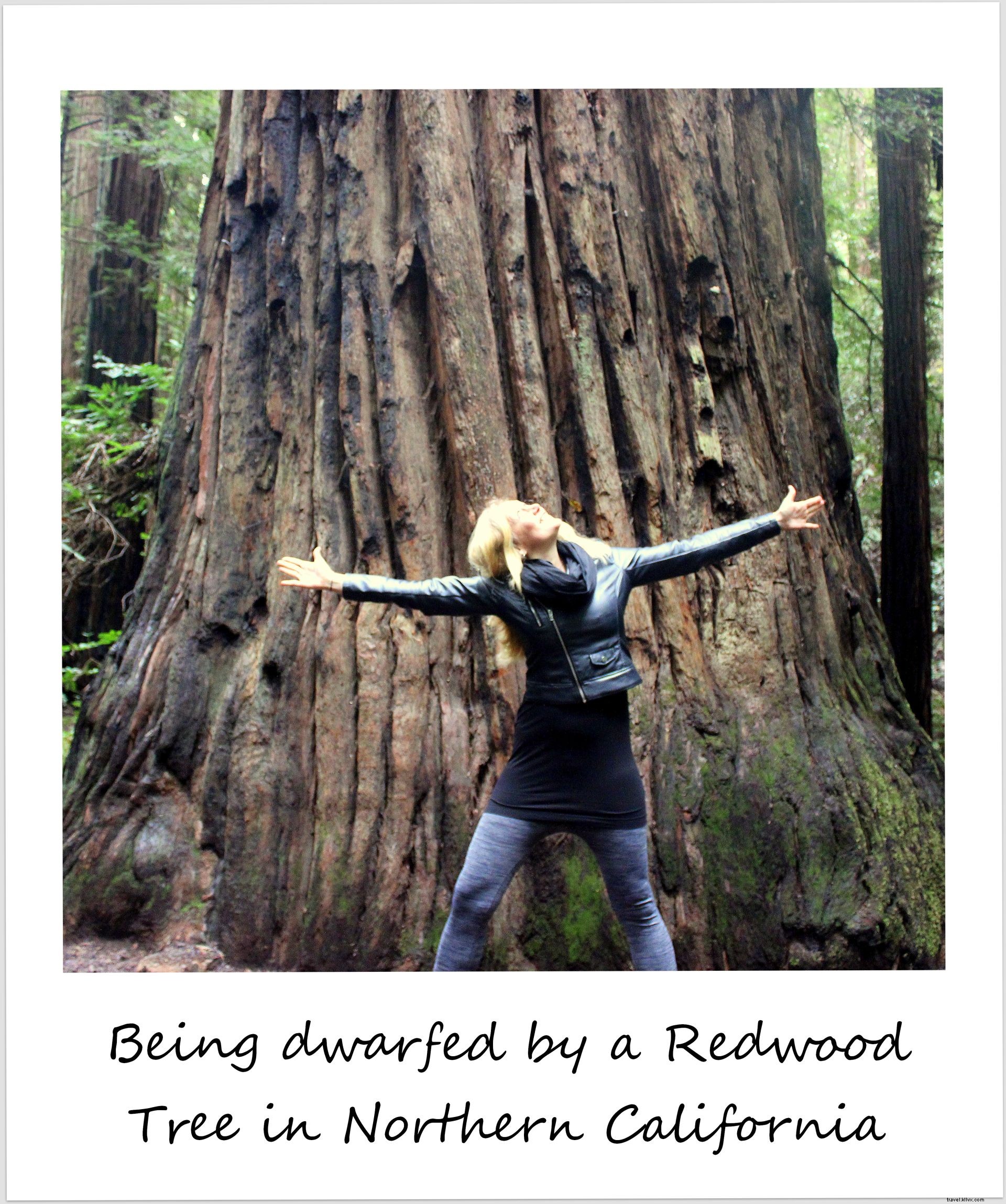 今週のポラロイド：カリフォルニアのレッドウッドの木に矮小化