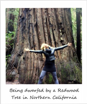 Polaroid da semana:sendo anão pelas sequoias da Califórnia