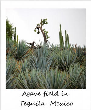 Polaroid de la semana:campos de agave en tequila, México