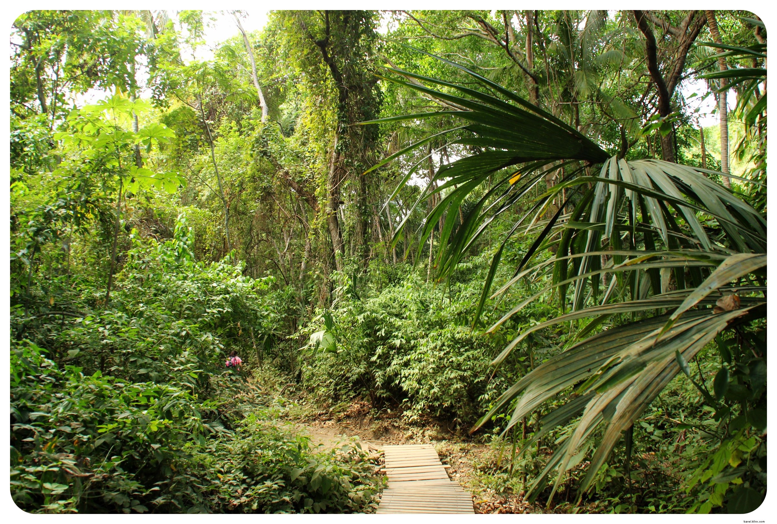 タイロナ、 コロンビア：ジャングルとビーチが出会う場所