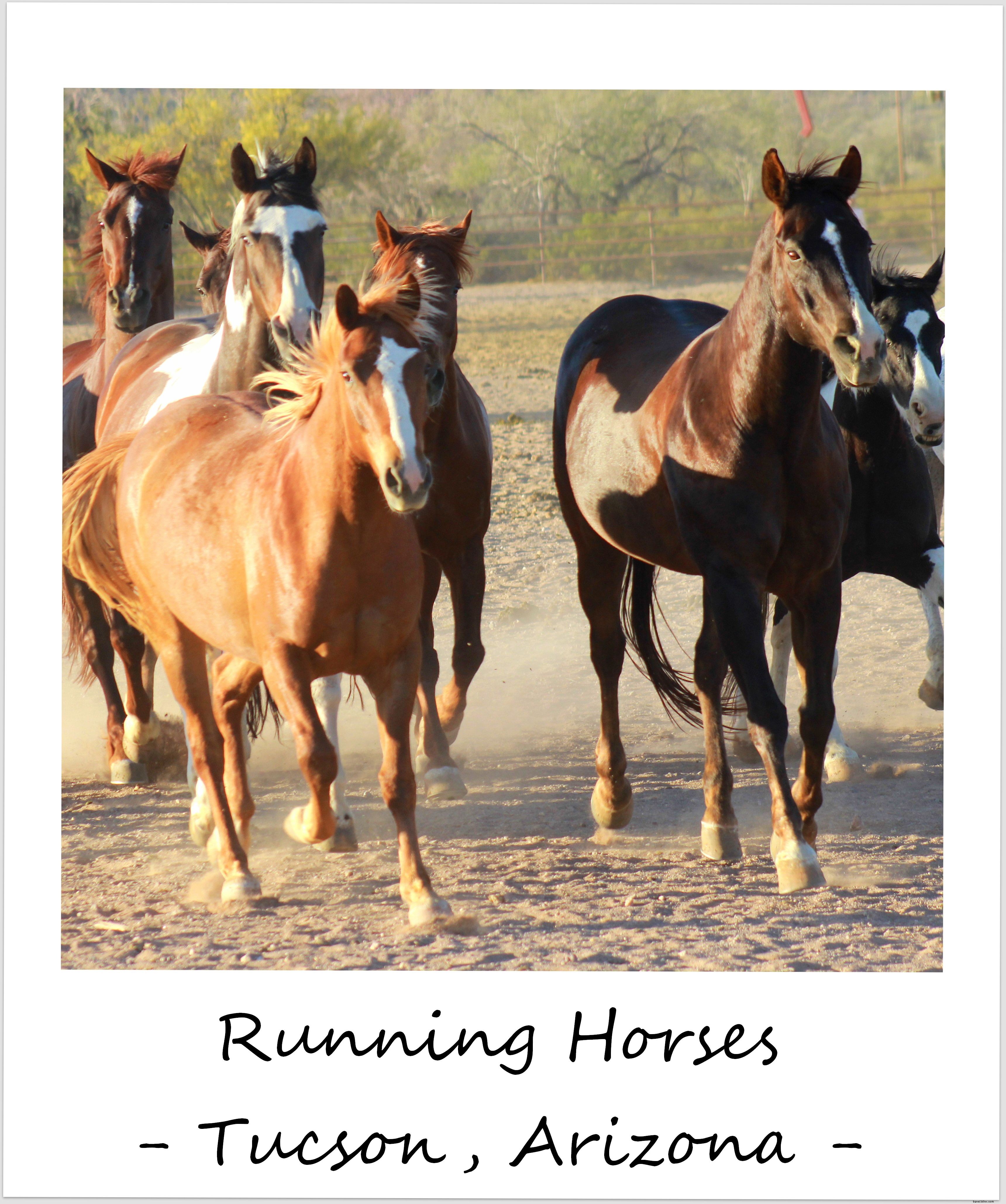 今週のポラロイド：ツーソンで馬を走らせる、 アリゾナ