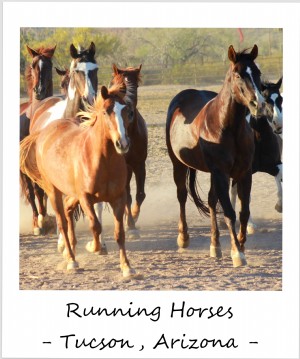 今週のポラロイド：ツーソンで馬を走らせる、 アリゾナ