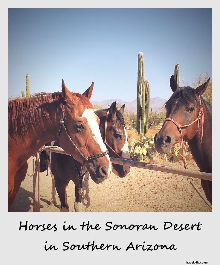 Polaroid della settimana:Cavalli nel deserto di Sonora nel sud dell Arizona