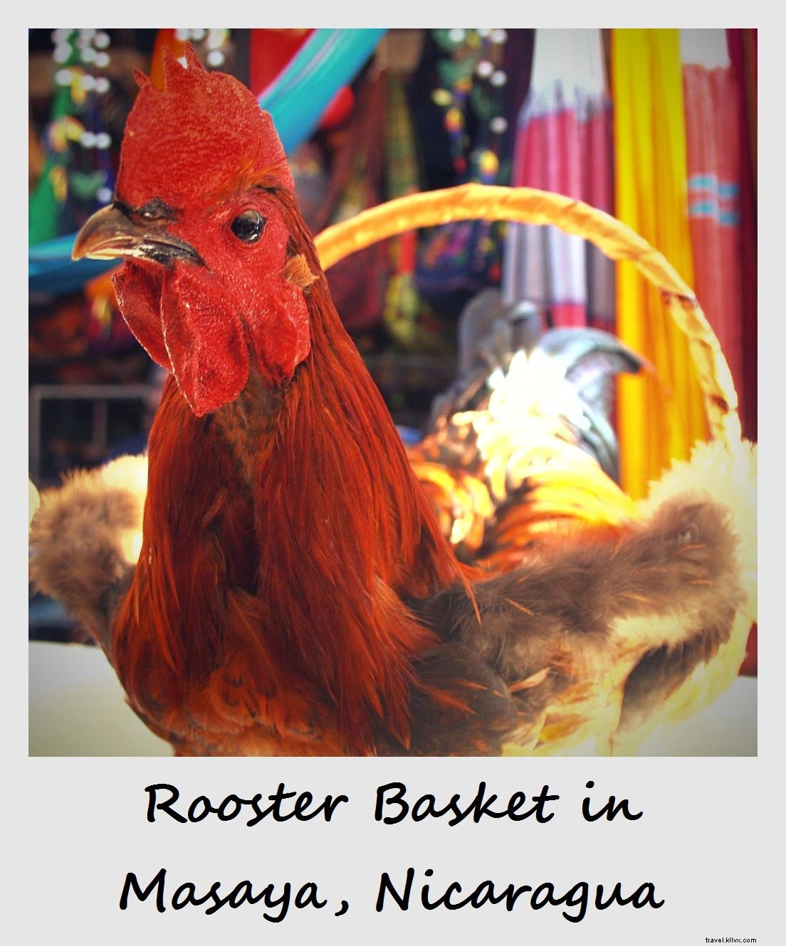 Polaroid della settimana:cesto di gallo a Masaya, Nicaragua