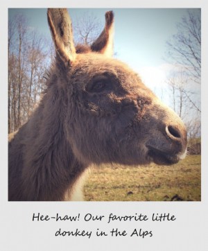 Polaroid de la semaine :Notre petit âne préféré dans les Alpes
