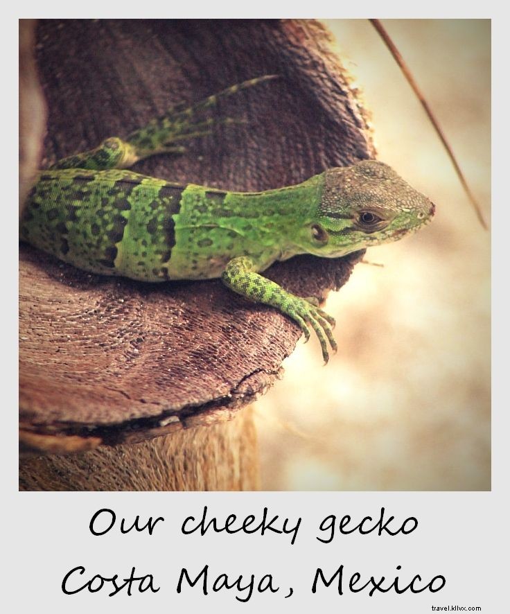 Polaroid de la semana:nuestro descarado gecko en México