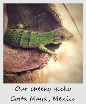 Polaroid de la semaine :Notre gecko effronté au Mexique