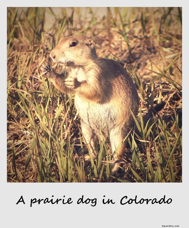 Polaroid de la semaine :Le chien de prairie le plus mignon du Colorado