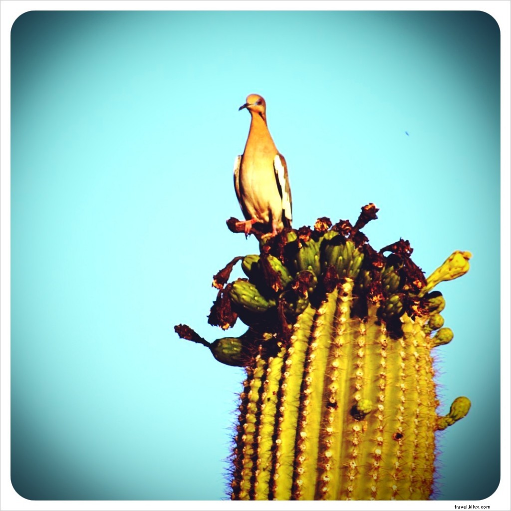 Au revoir, Bye Birdy – Un conte de colombes (du désert)