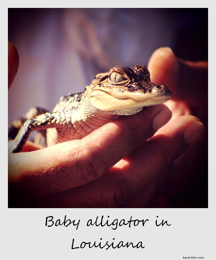 Polaroid de la semaine :bébé alligator en Louisiane