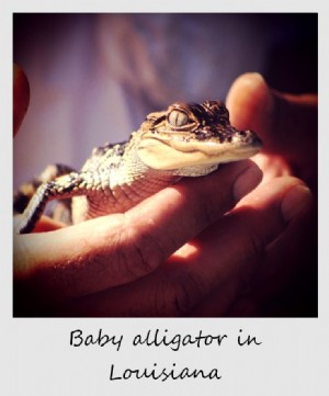 Polaroid minggu ini:Bayi buaya di Louisiana