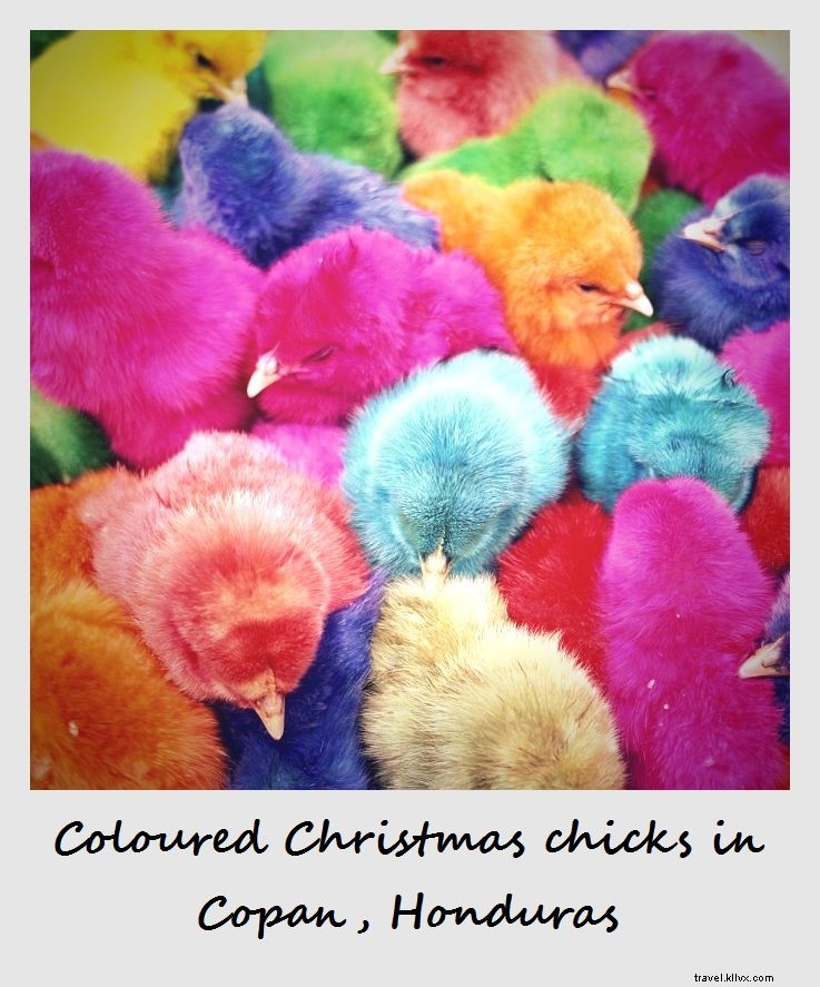 今週のポラロイド：ホンジュラスの色付きのクリスマスのひよこ