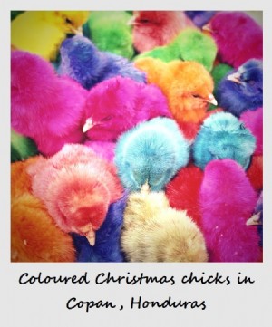 Polaroid minggu ini:Anak ayam Natal berwarna di Honduras