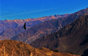 Ngarai Colca, Peru:Trekking, Melihat-lihat, Fakta dan Mitos