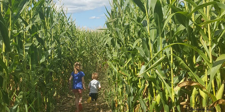 Laberintos de maíz de New Hampshire 
