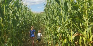 Labyrinthes de maïs du New Hampshire 