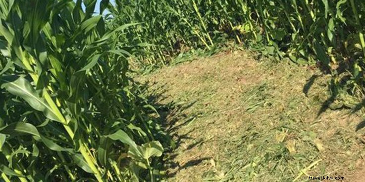 Laberintos de maíz de New Hampshire 