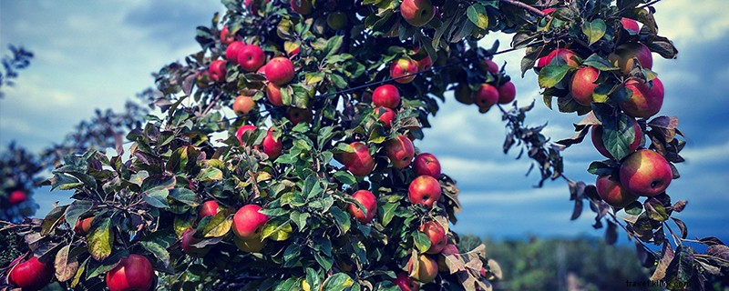ニューハンプシャー州北部のりんご狩りガイド 