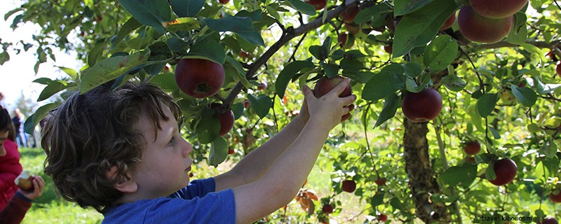 Guia para a colheita de maçãs do norte de NH 