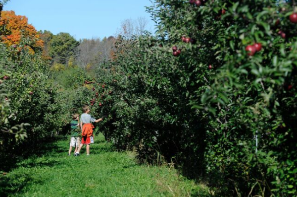 11 de los mejores lugares para la recolección de manzanas 