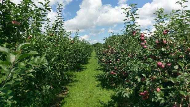 11 de los mejores lugares para la recolección de manzanas 