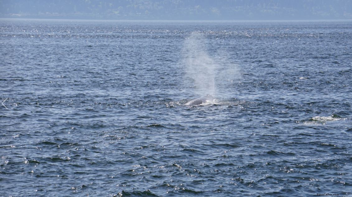 Observação de baleias com o Puget Sound Express 