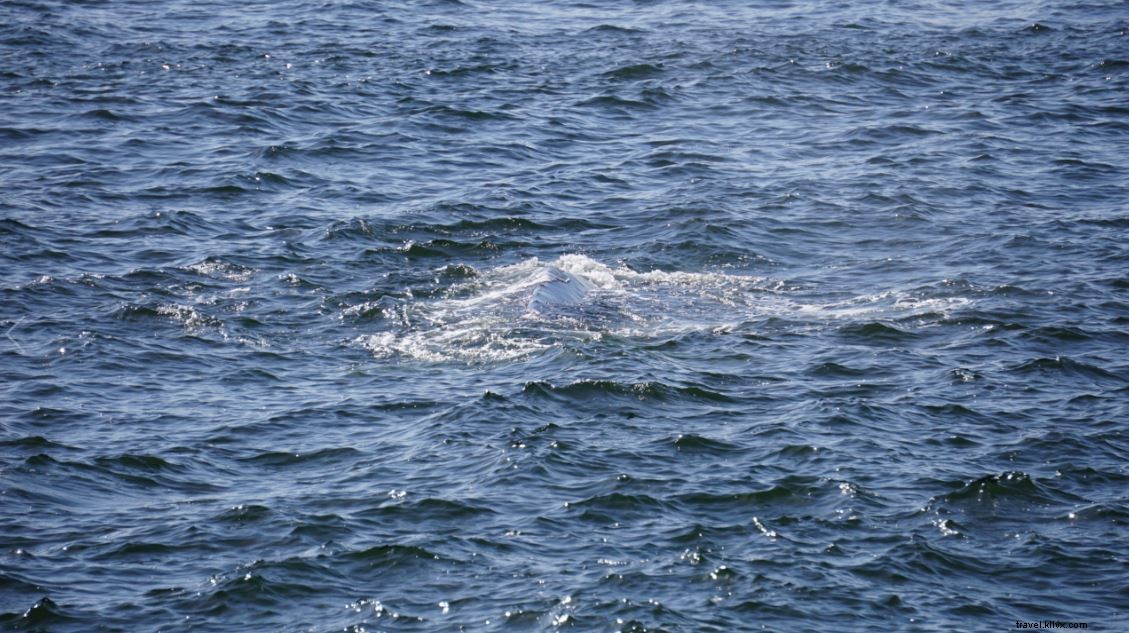 Observation des baleines avec Puget Sound Express 