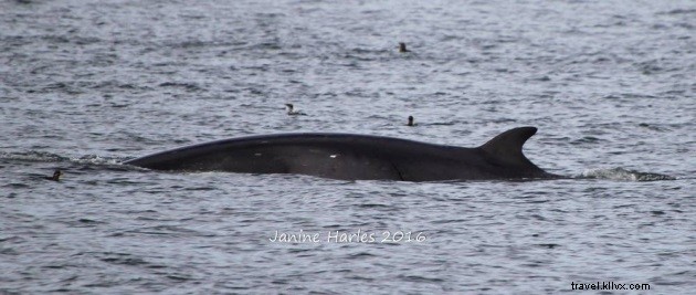 Una ballena única a 20 minutos al norte de Seattle 