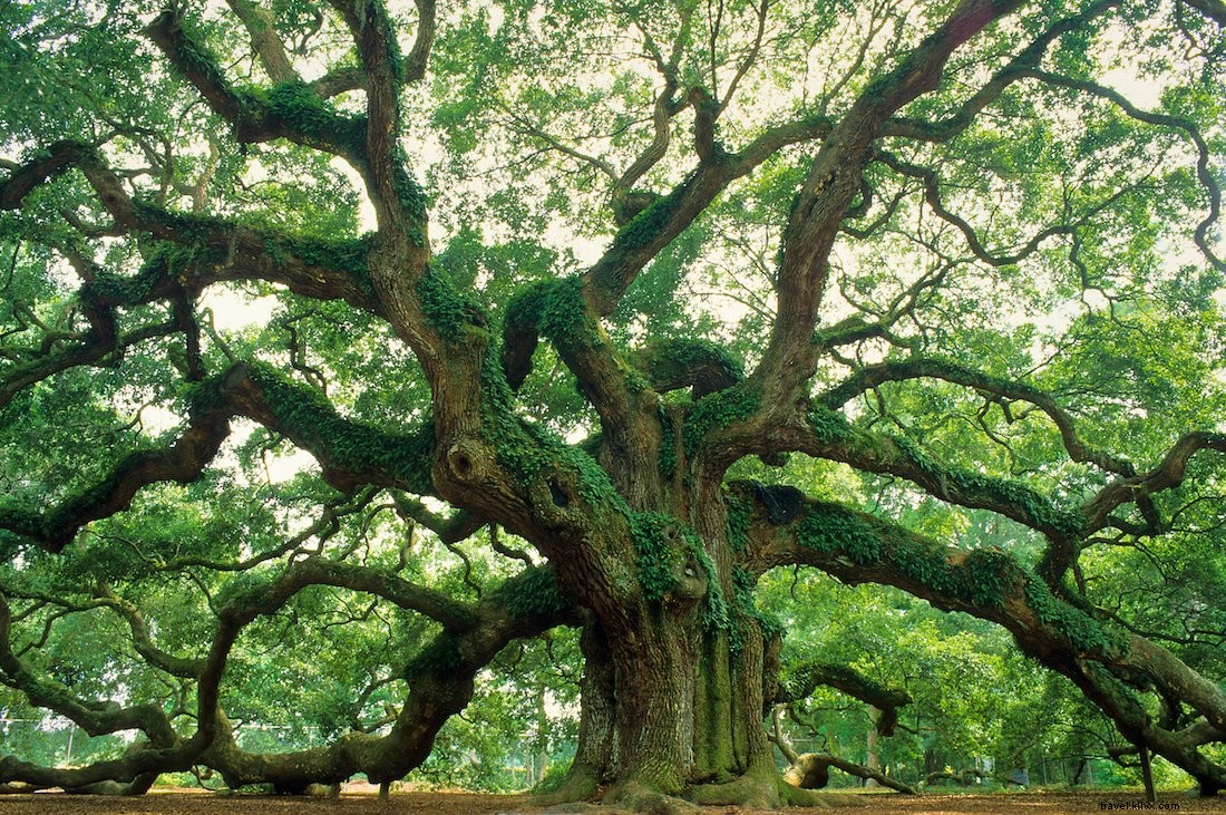 10 formas de disfrutar de la cultura Gullah en Charleston 