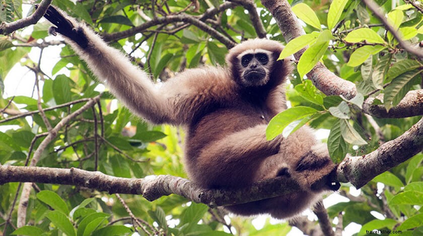 Suaka Margasatwa Gibbon – Yang Perlu Anda Ketahui
