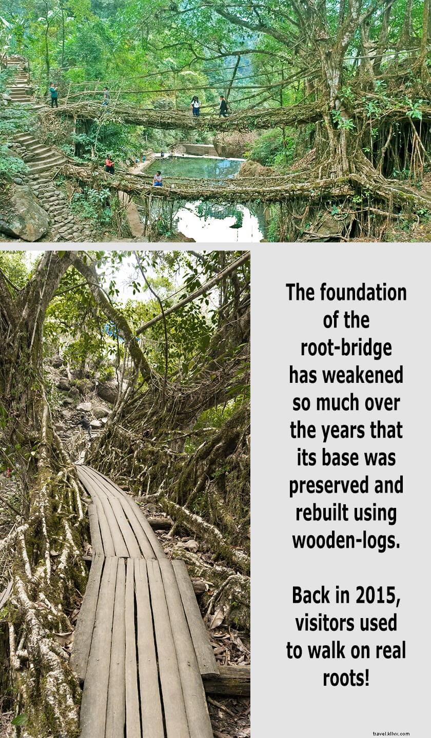 Living Root Bridge, Nongriat:Não vale a pena visitar mais!