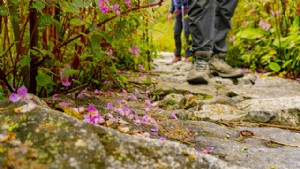 Lembah Bunga Trek:Waktu Terbaik Untuk Mengunjungi, Rencana Perjalanan yang Disarankan &Lainnya