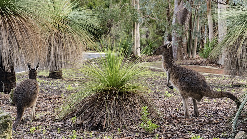 Perjalanan Sehari Ke Puncak, Taman Nasional Lancelin &Yanchep, Dari Perth