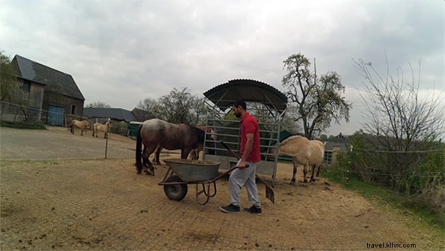 Aprender a montar a caballo en Alemania