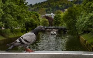 Ma première impression de Ljubljana, Slovénie – Blog de voyage