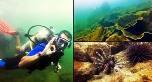 Ma première expérience de plongée sous-marine