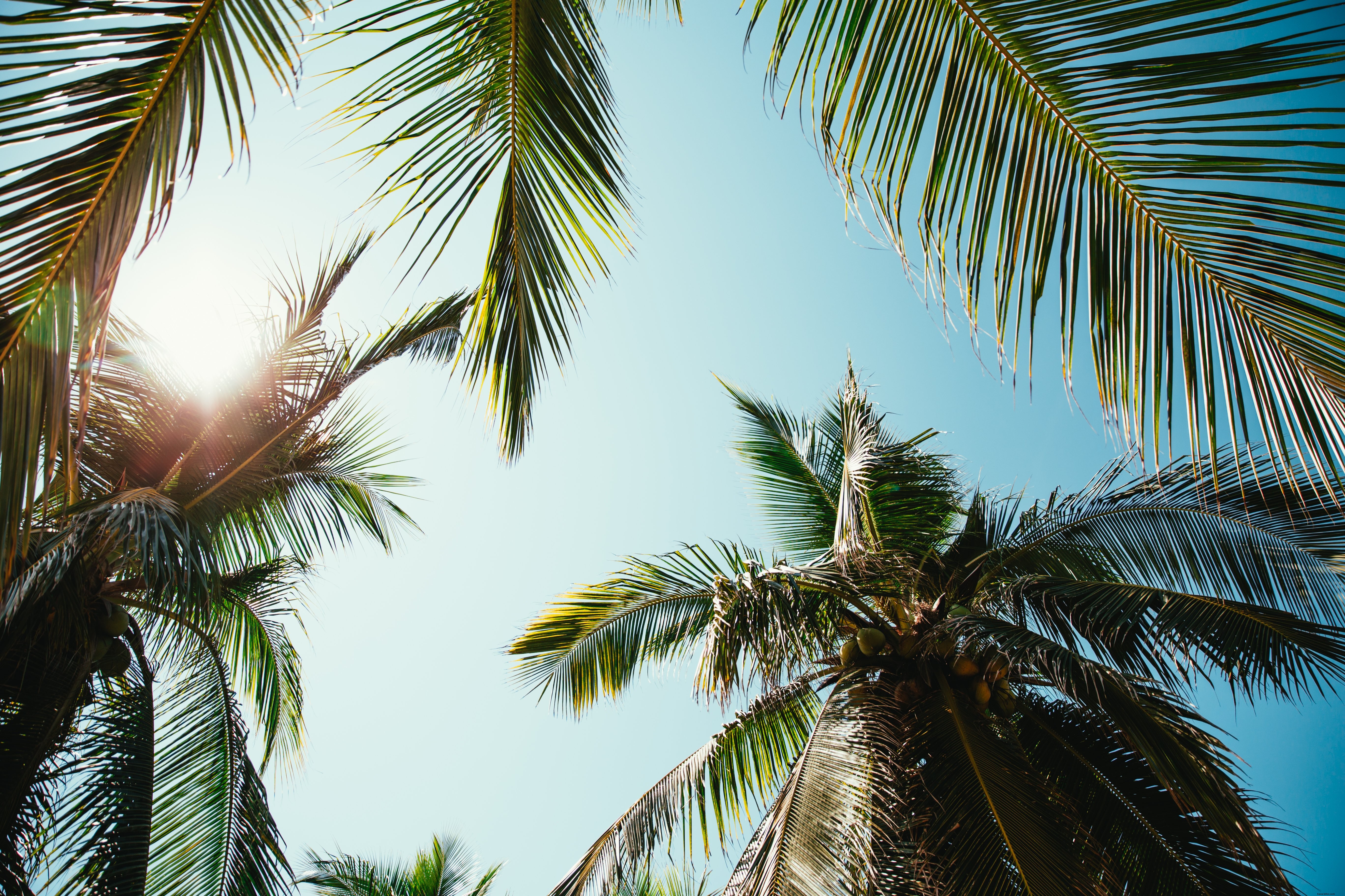 Foto de día soleado a través de palmeras