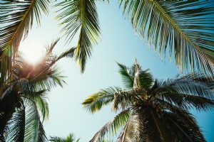 Foto de día soleado a través de palmeras