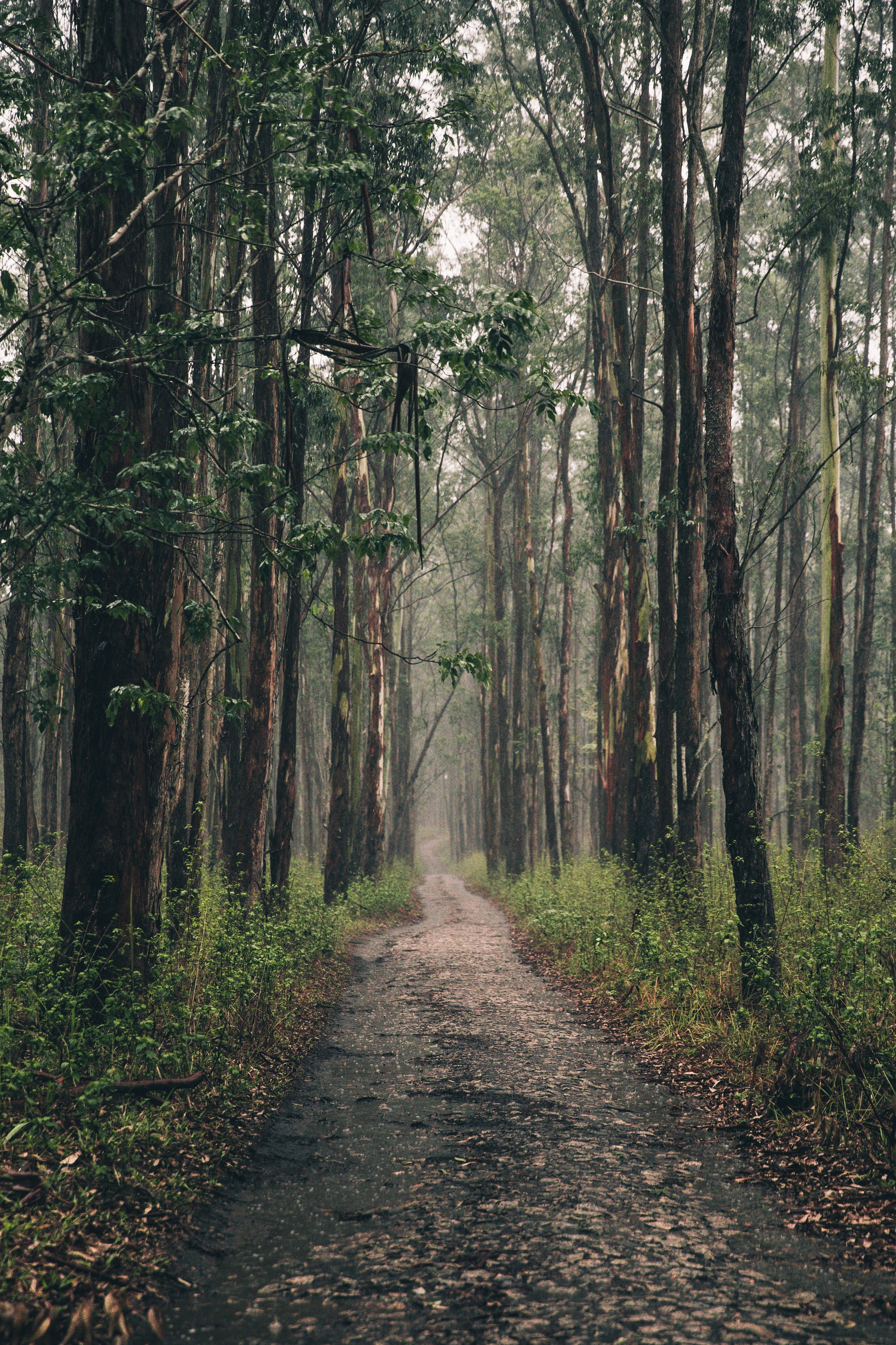 Lungo sentiero nel bosco foto