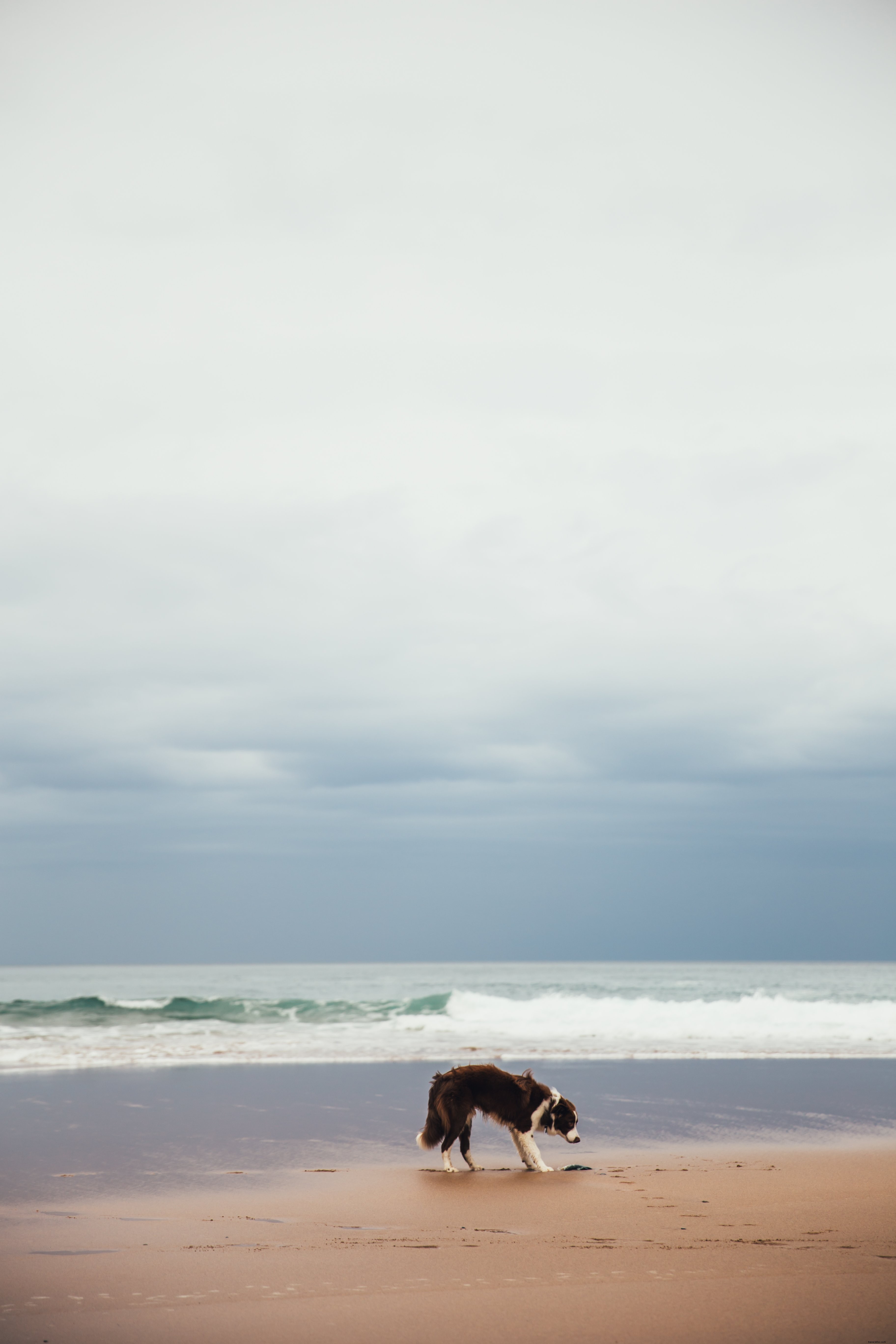 Foto Anak Anjing Di Pantai