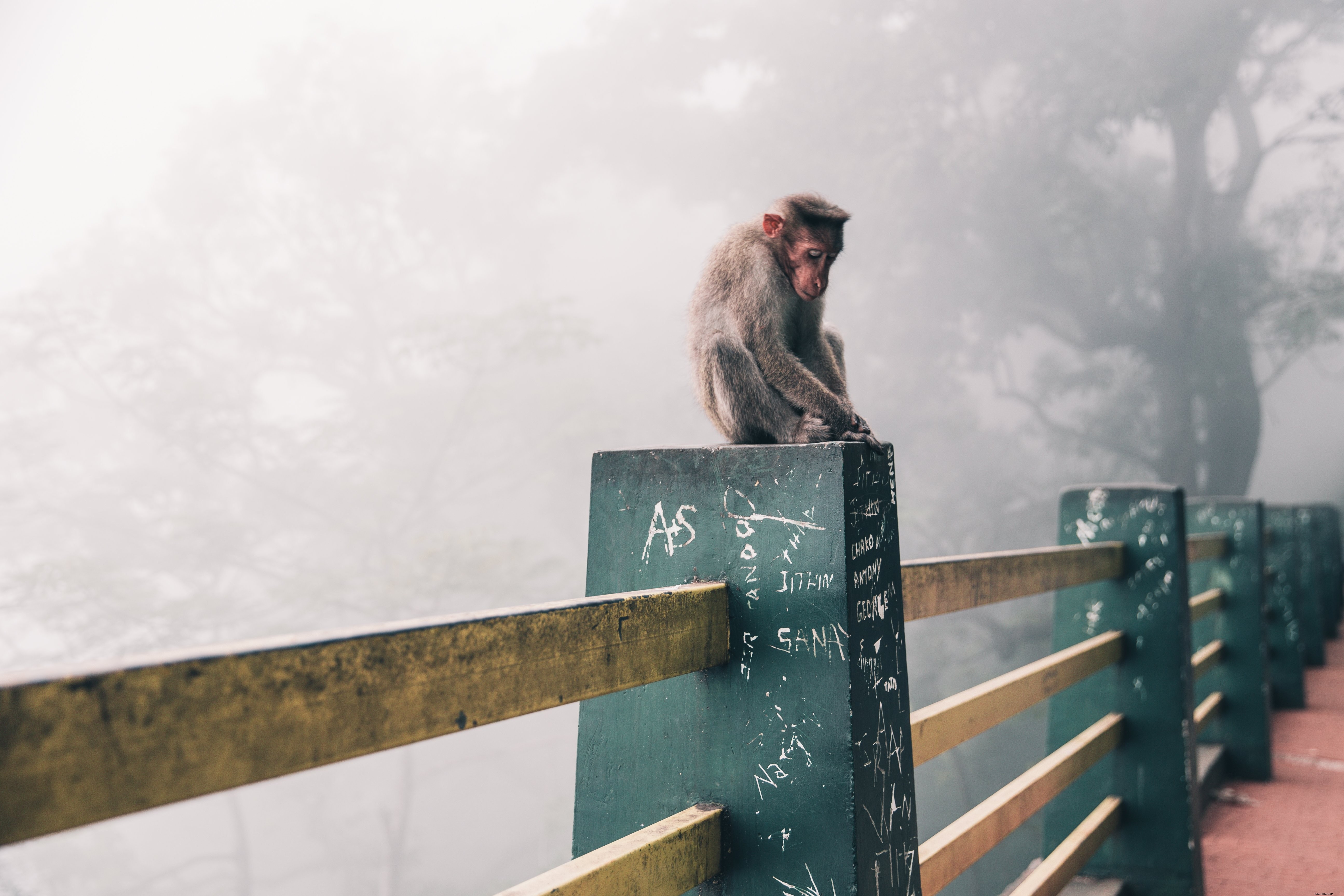 Scimmia delle nevi in ​​Giappone foto