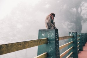 Monyet Salju Di Jepang Foto