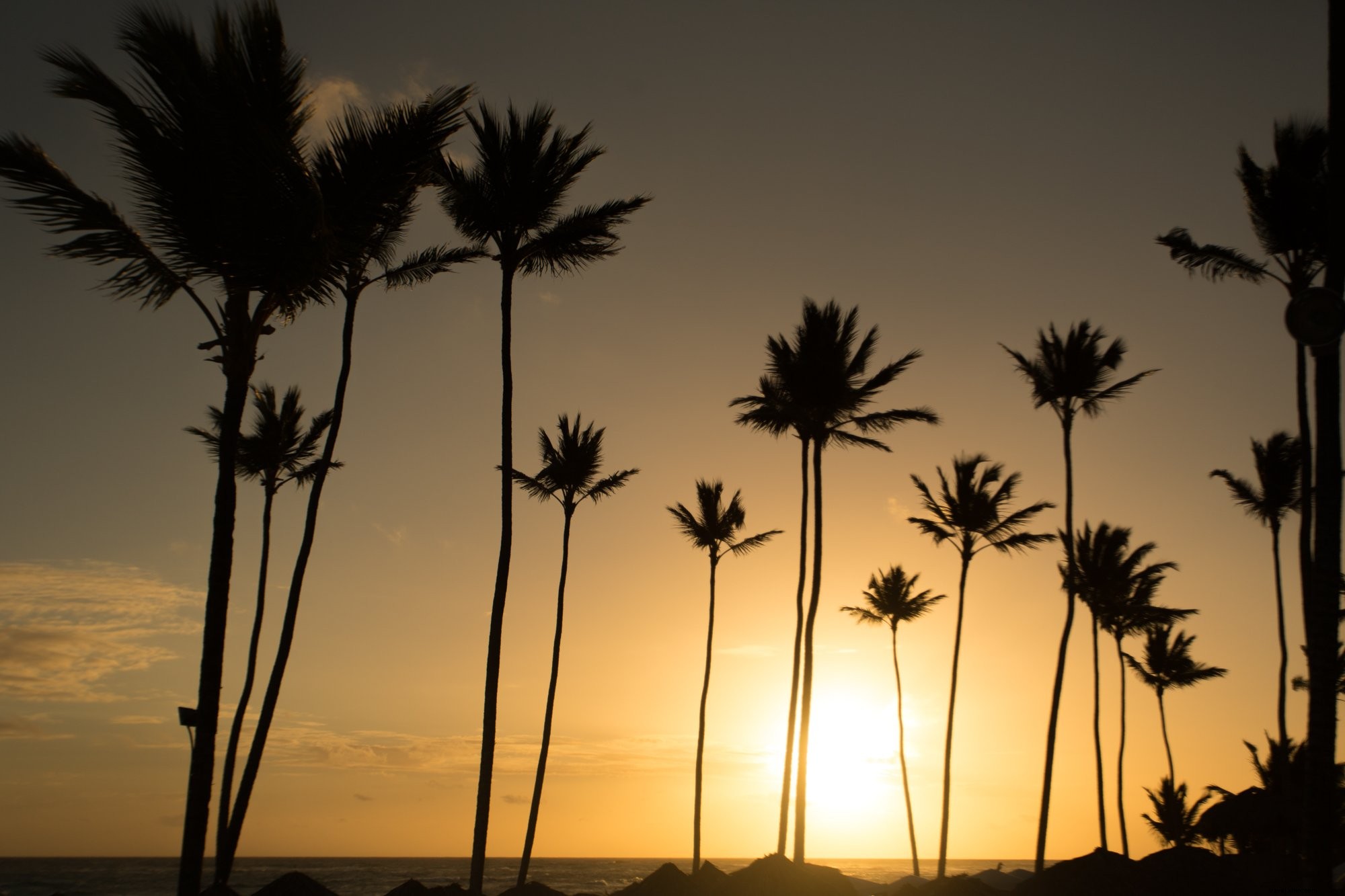 Foto cálida y soleada de palmeras