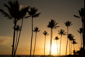 Foto cálida y soleada de palmeras