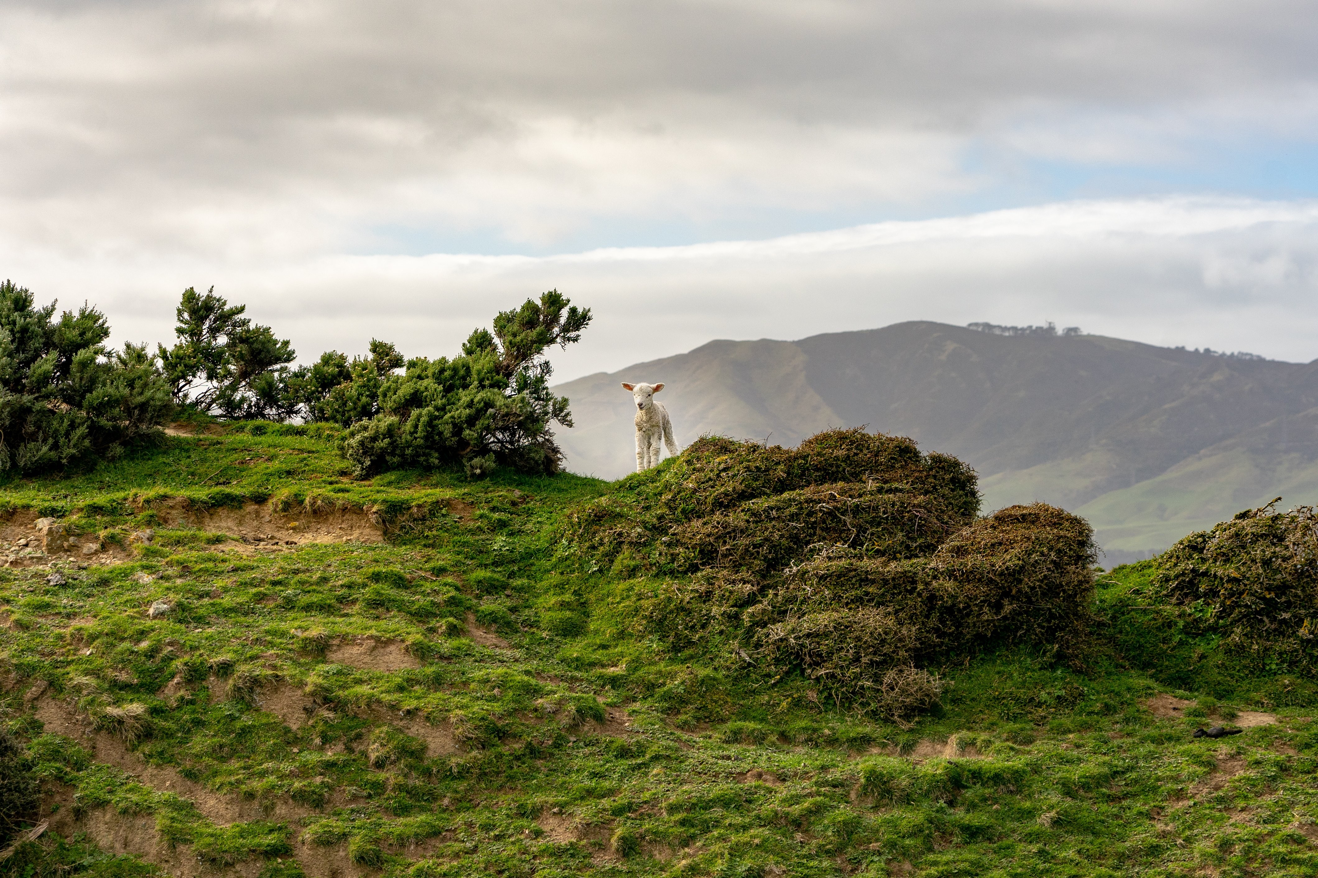 Un agnello al centro della scena in cima alla montagna Photo