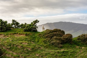 Un agnello al centro della scena in cima alla montagna Photo